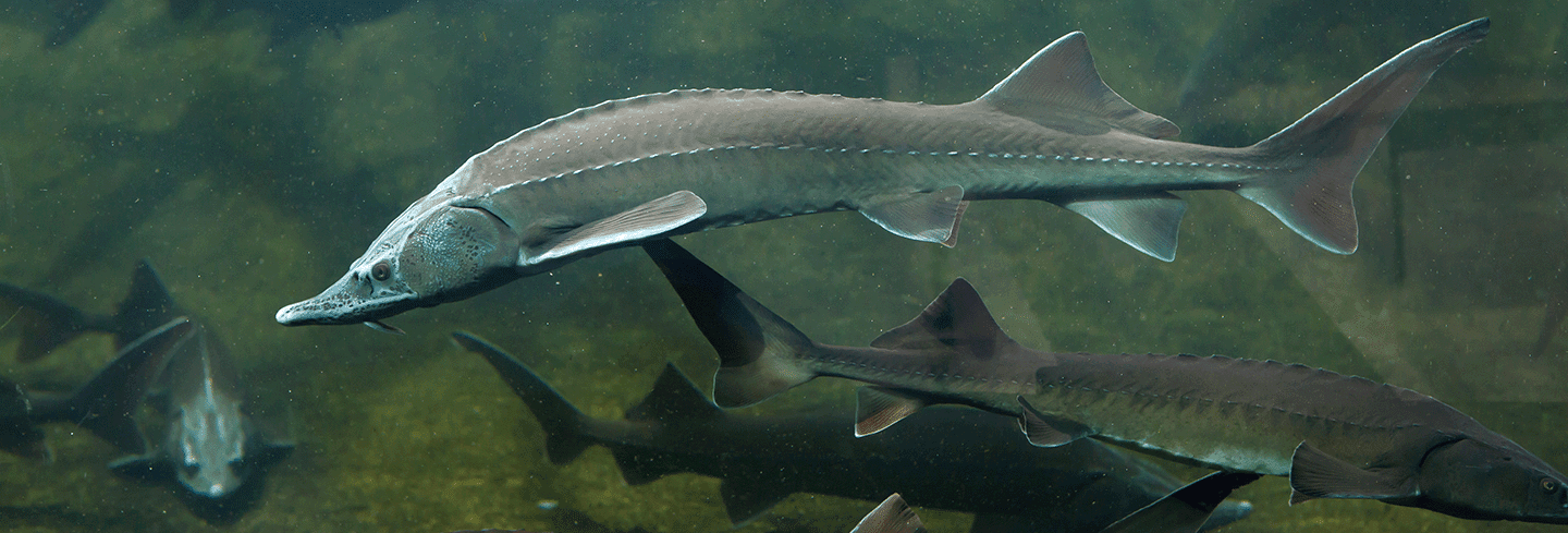 Сохранение биоразнообразия